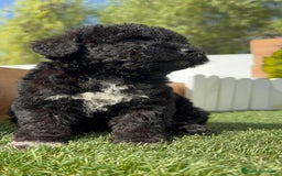 Perro de Agua Español perros en venta: PERRO DE AGUA ESPAÑOL HEMBRA - Imagen 24