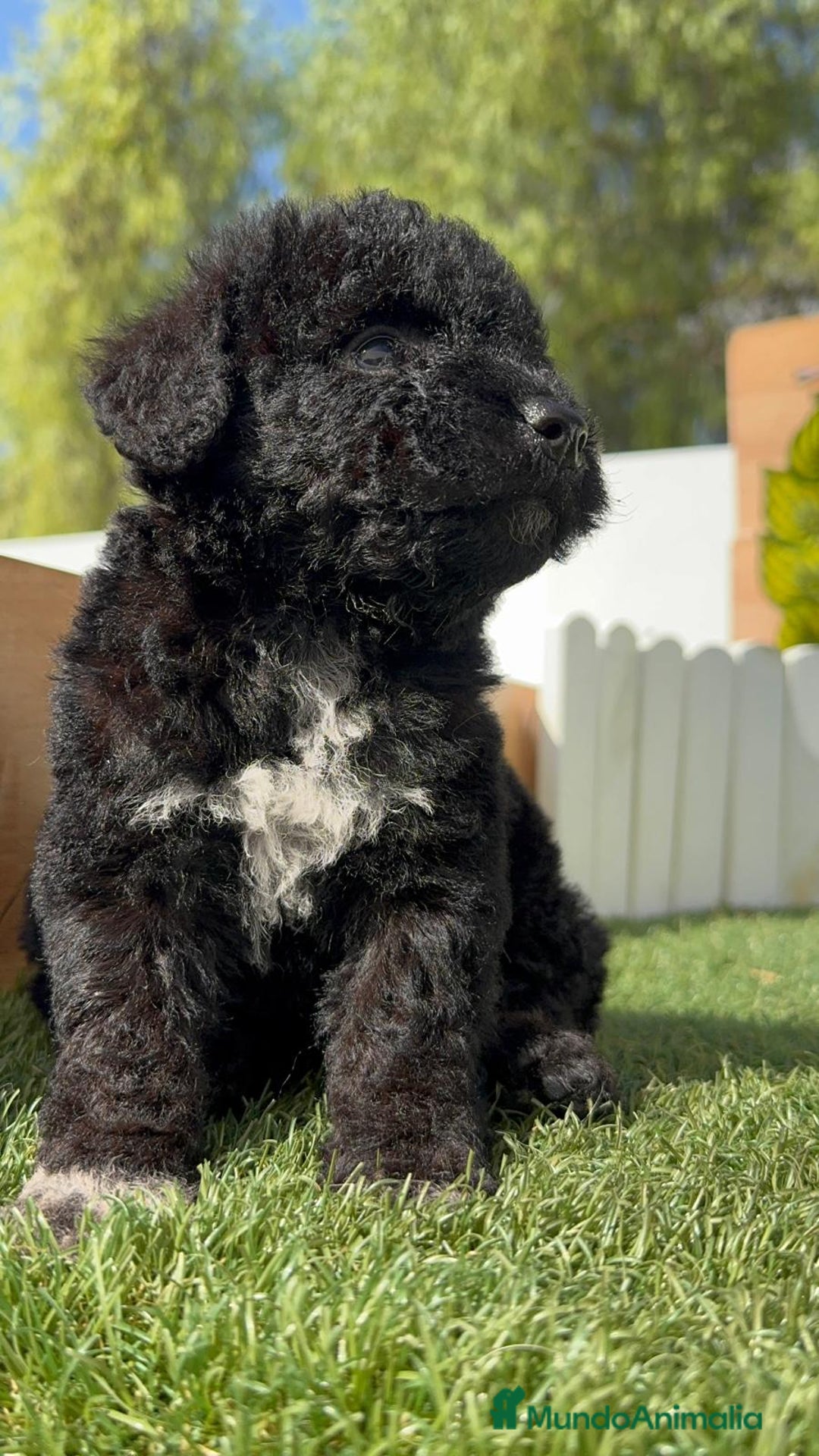 Perro de Agua Español perros en venta: PERRO DE AGUA ESPAÑOL HEMBRA - Imagen 24