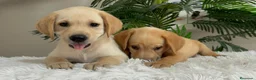 Labrador Retriever perros en venta: LABRADOR RETRIEVER  - Anuncio 8