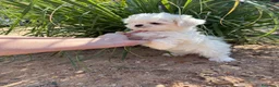 Bichón Maltés perros en venta: Buchon maltés listo para entregar toy - Anuncio 4