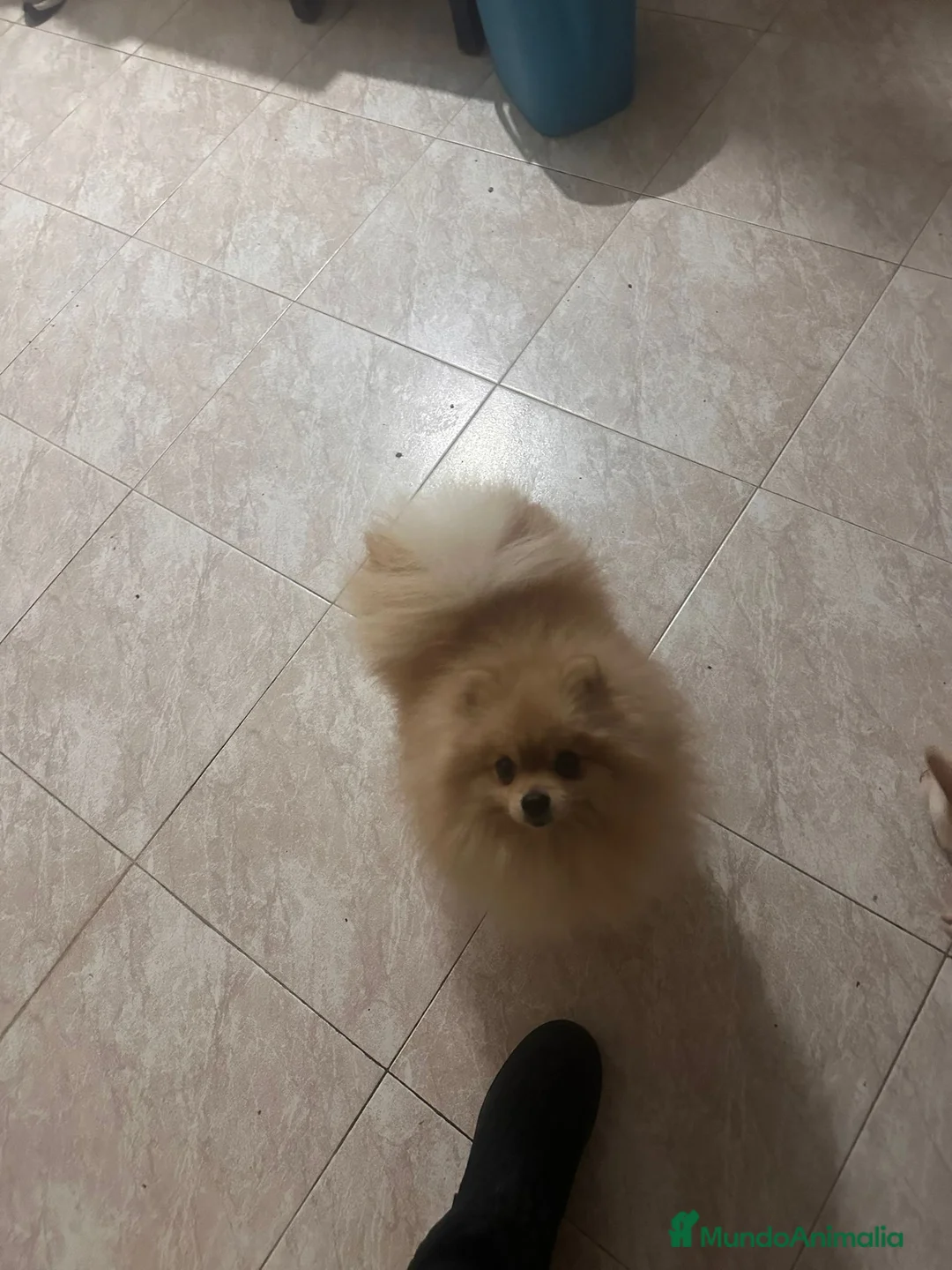Pomerania perros en venta: Pomerania Rojo — Cara Muñeca 💖 - Anuncio 3