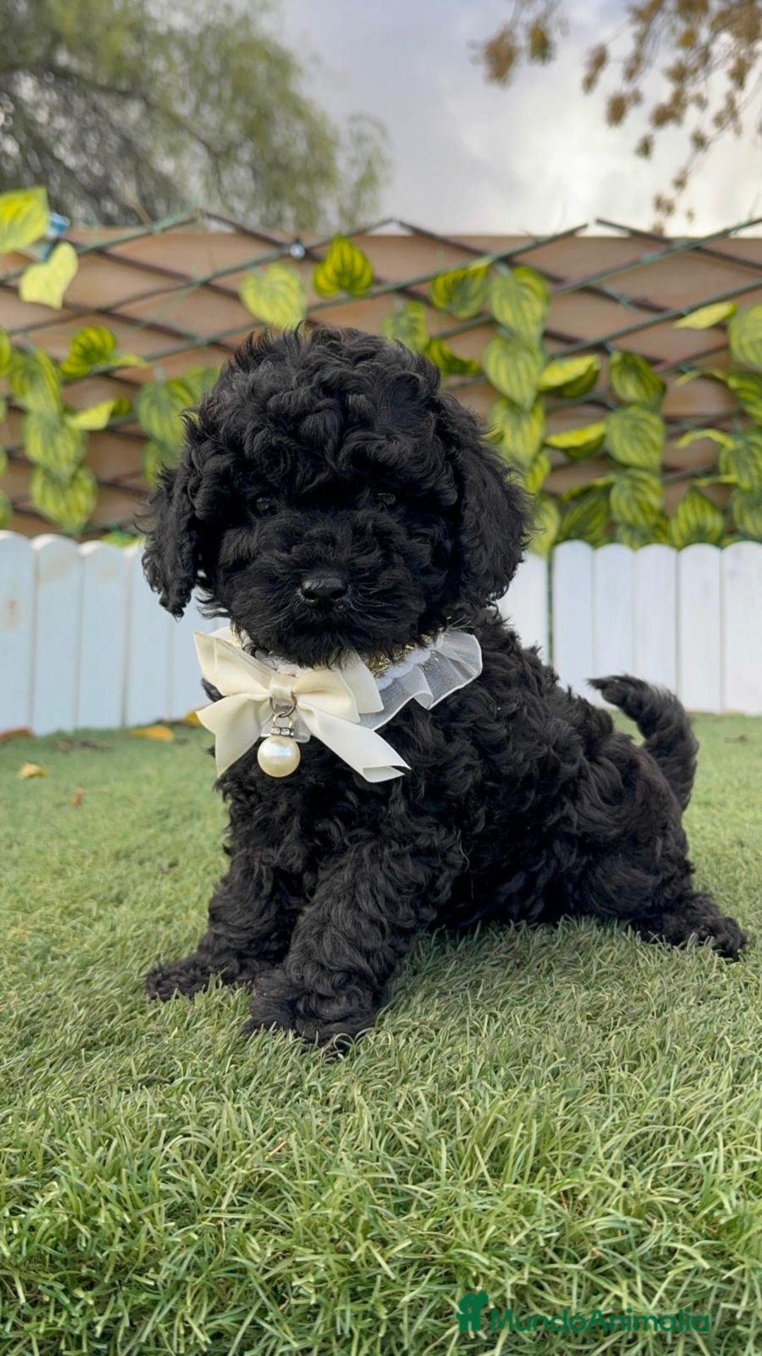 Caniche Toy perros en venta: CANICHE TOY MACHO - Anuncio 8