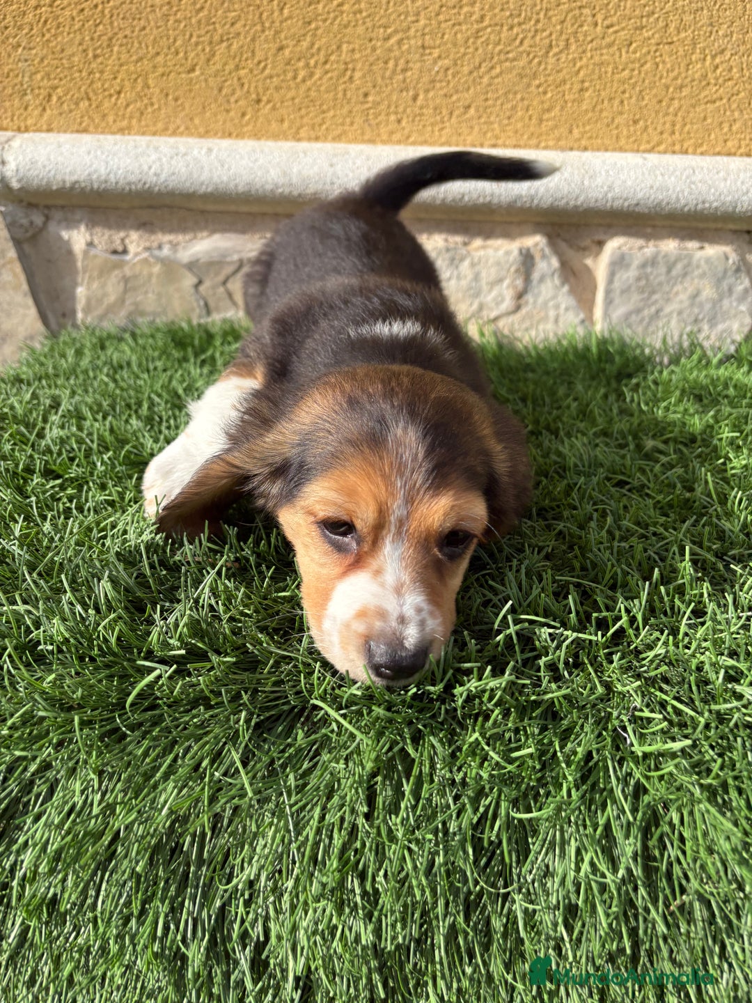 Beagle perros en venta: Cachorro macho de Beagle  - Anuncio 12