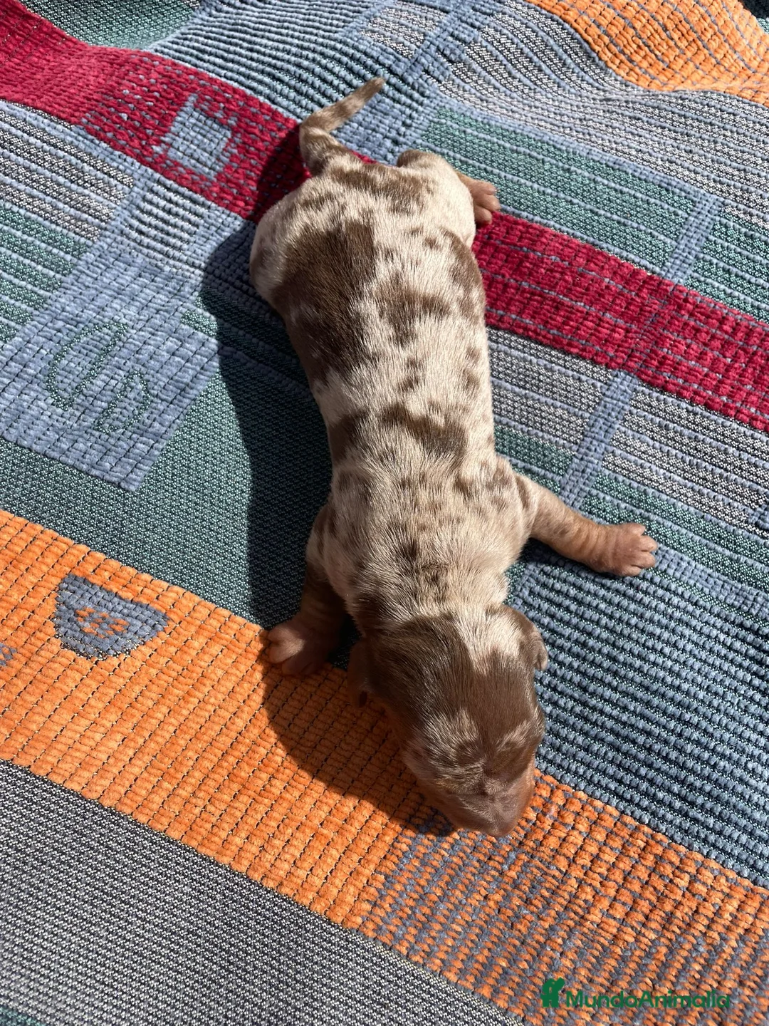 Teckel perros en venta: perro salchicha bebe en Madrid - Anuncio 20