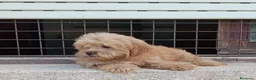 Maltipoo perros en venta: Maltipoo - Anuncio 2