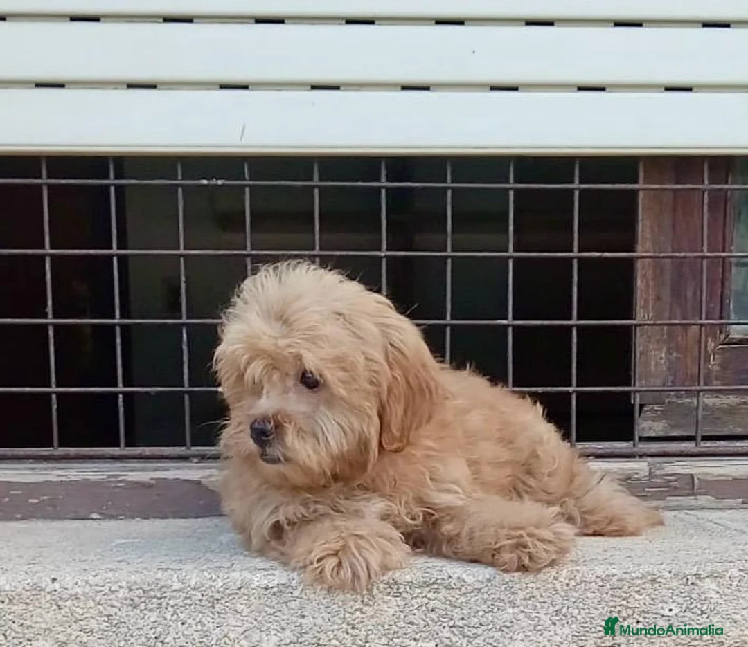 Maltipoo perros en venta: Maltipoo - Anuncio 2