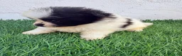Pomerania perros en venta: Pomerania - Anuncio 13