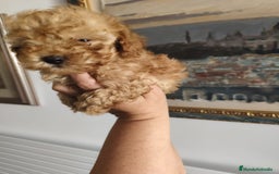 Caniche Toy perros en venta: Caniche toy  - Imagen 4