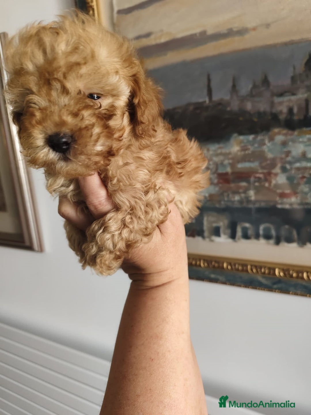 Caniche Toy perros en venta: Caniche toy  - Imagen 4