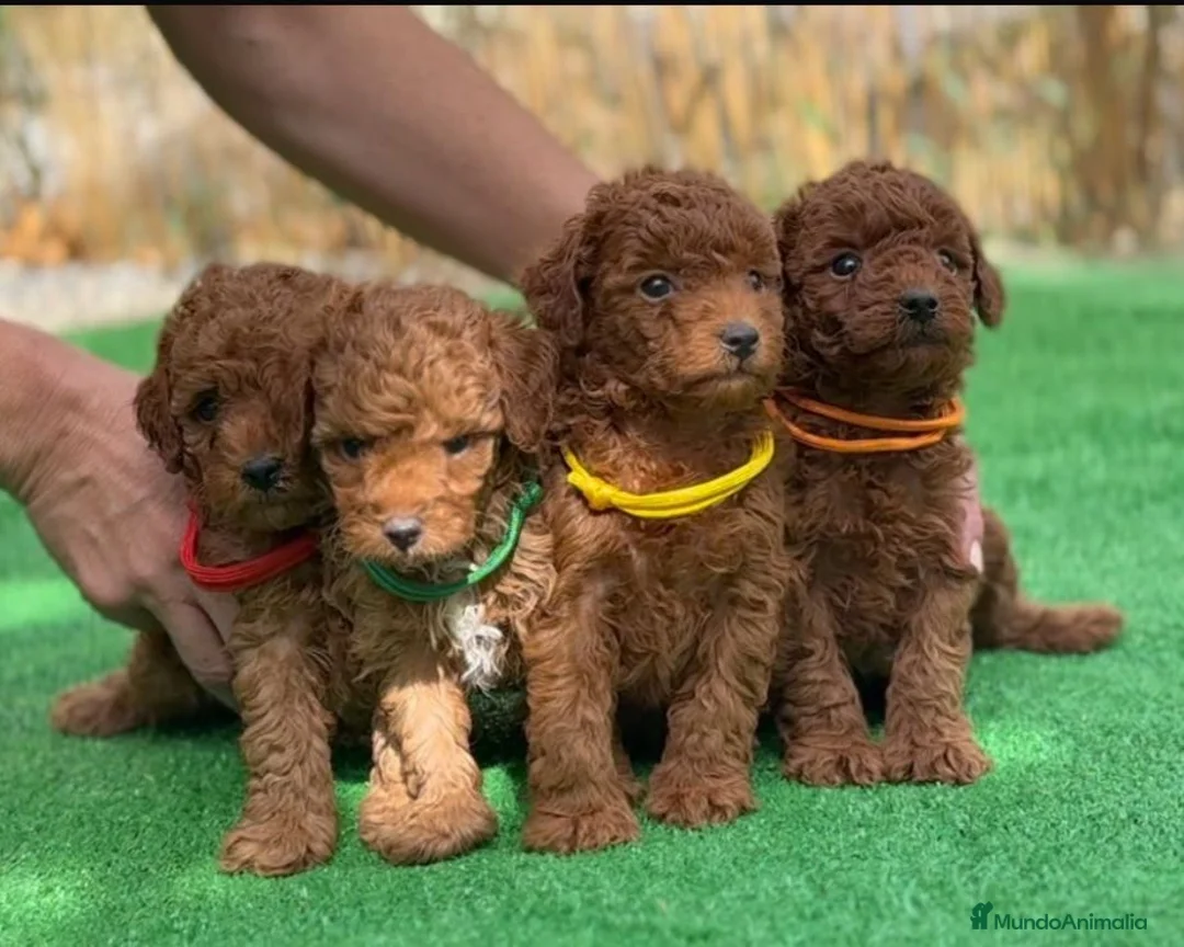 Caniche Toy perros en venta: Caniches - Anuncio 1