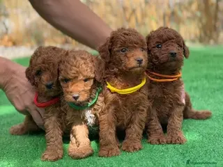 Caniche Toy perros Caniches Toy - Anuncio 1