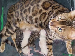 Bengalí gatos en Barcelona - Anuncio 30