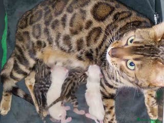 Bengalí gatos Camada Bengali AQUANATURA en Barcelona - Anuncio 4