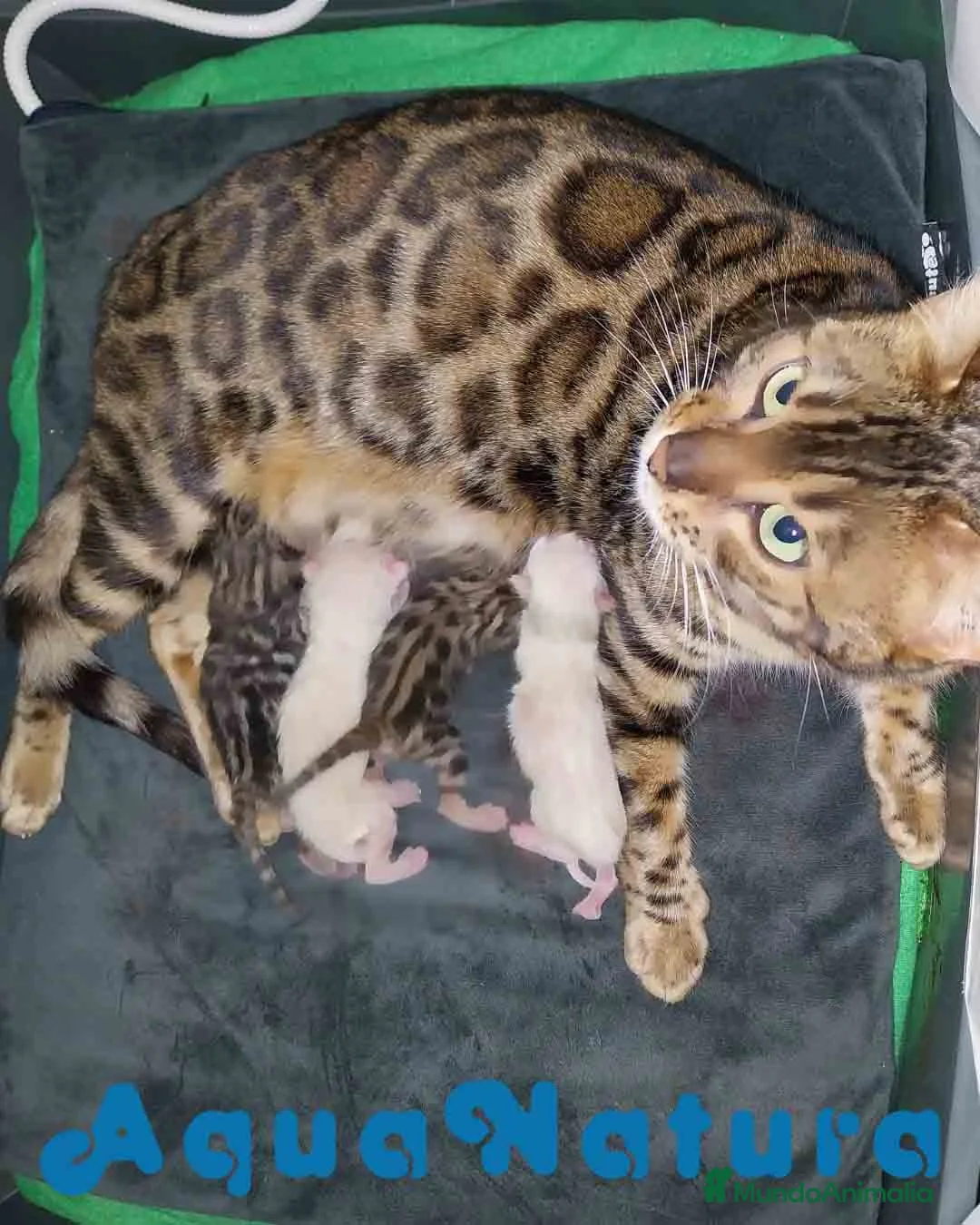 Bengalí gatos en venta: Camada Bengali AQUANATURA en Barcelona - Anuncio 1