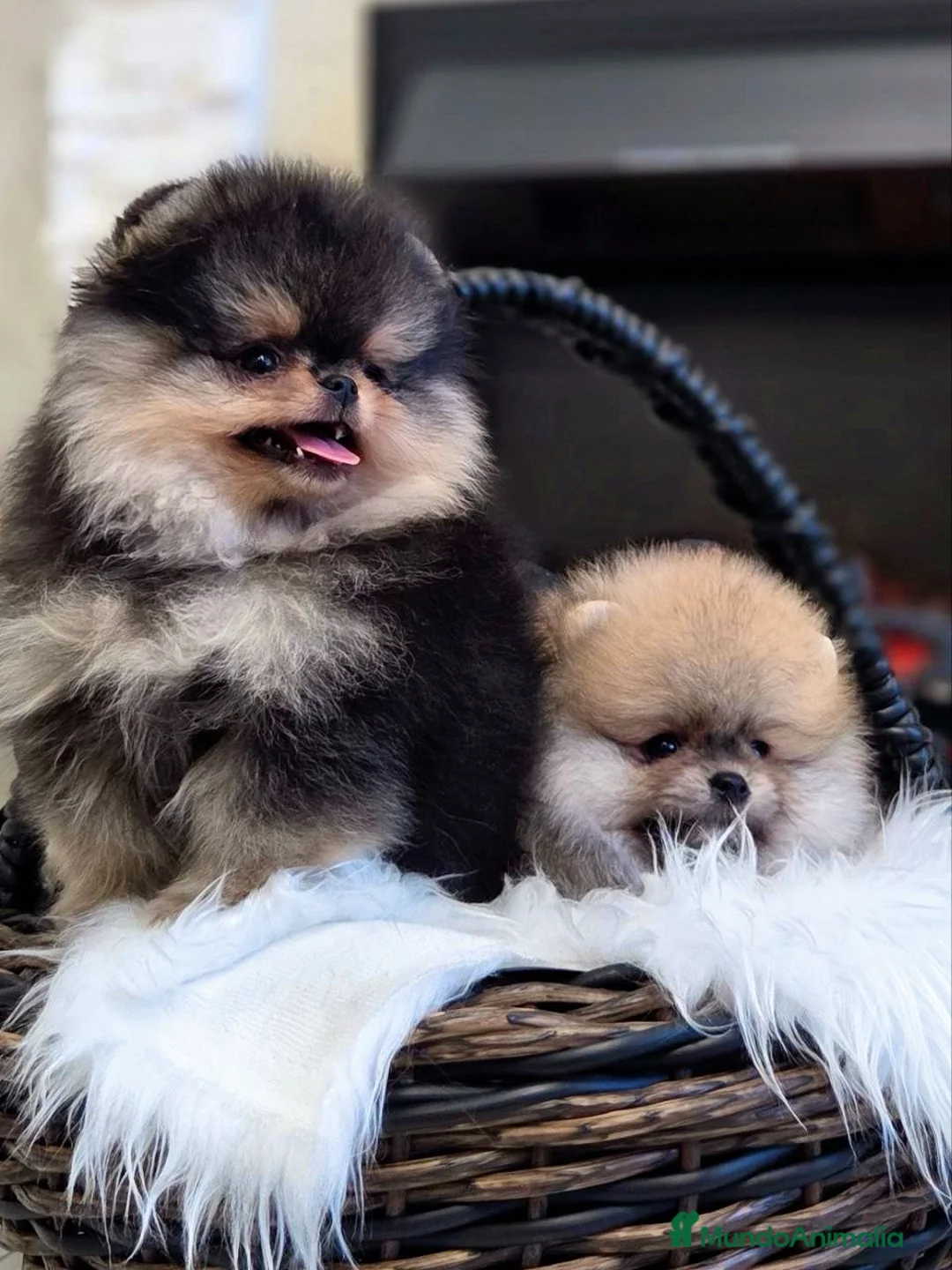 Pomerania perros en venta: Cachorros de Pomerania - Anuncio 5