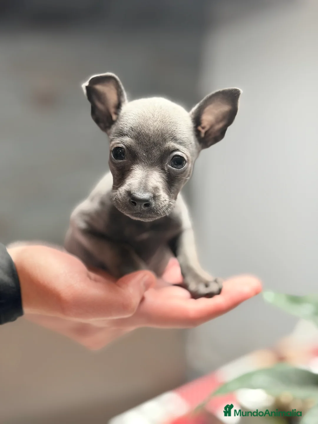 Pequeño Lebrel Italiano perros en venta: Piccolo italiano Blue - Anuncio 1