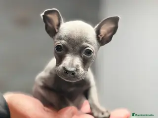 Pequeño Lebrel Italiano perros Piccolo italiano Blue - Anuncio 29