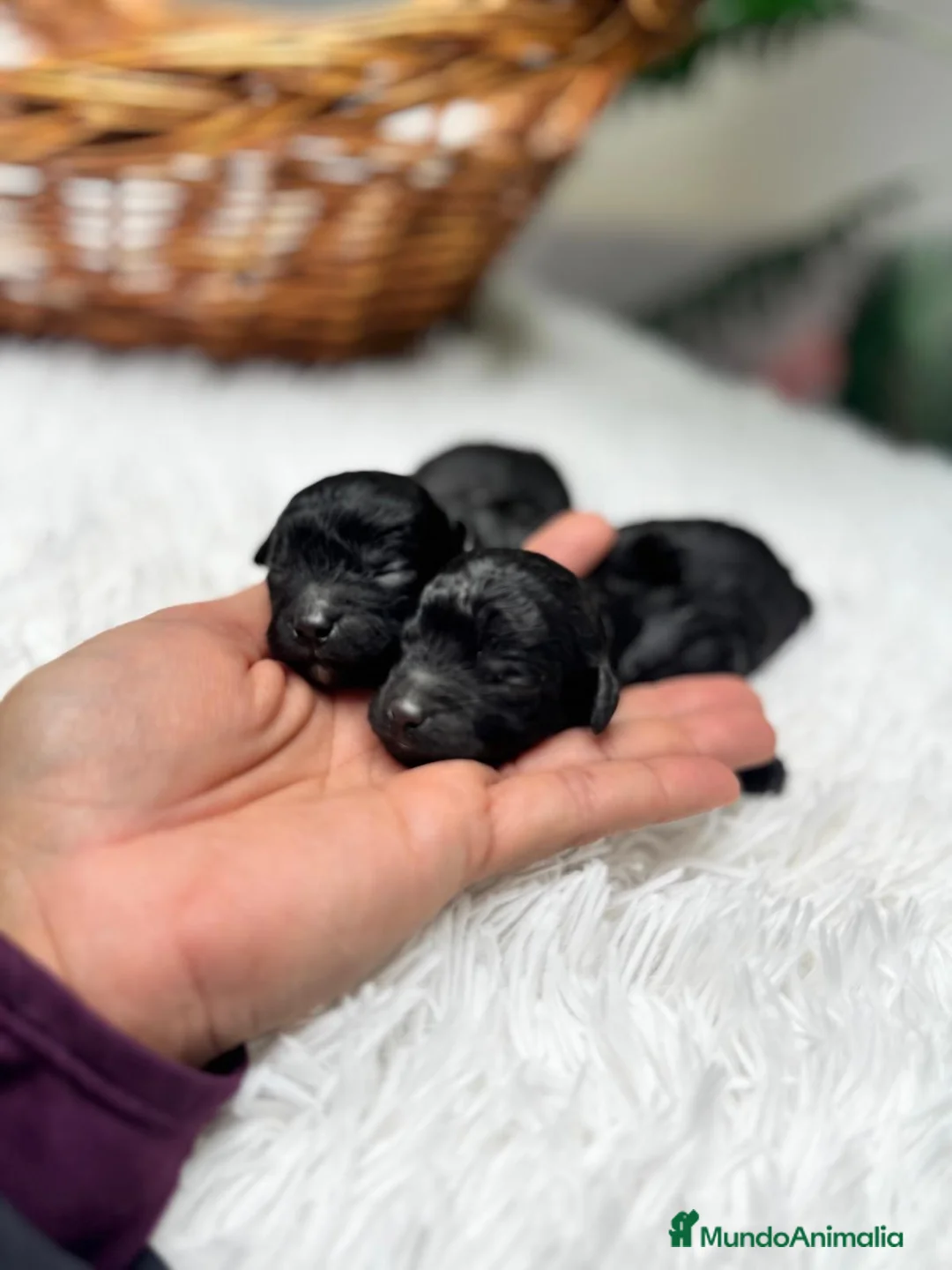 Caniche Toy perros en venta: CANICHE TOY - Anuncio 1