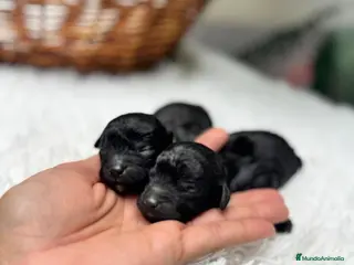 Caniche Toy perros CANICHE TOY - Anuncio 1