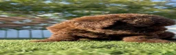 Perro de Agua Español perros en venta: PERRO DE AGUA ESPAÑOL-HEMBRA - Anuncio 11