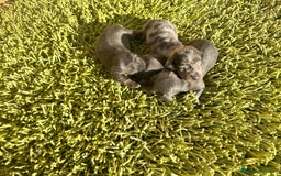 Teckel Miniatura perros en venta: Teckel Mini - Imagen 1