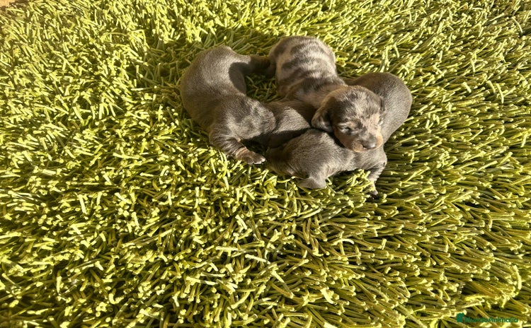 Teckel Miniatura perros - Anuncio 1