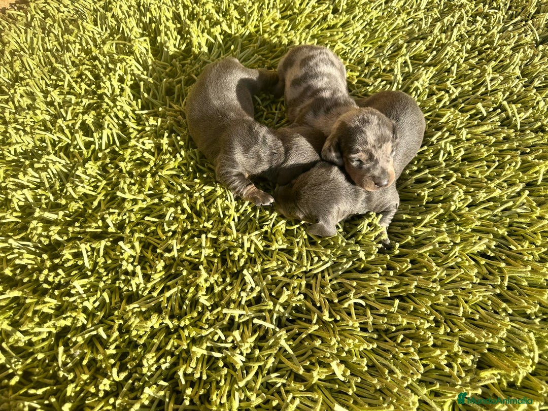 Teckel Miniatura perros en venta: Teckel Mini - Imagen 1