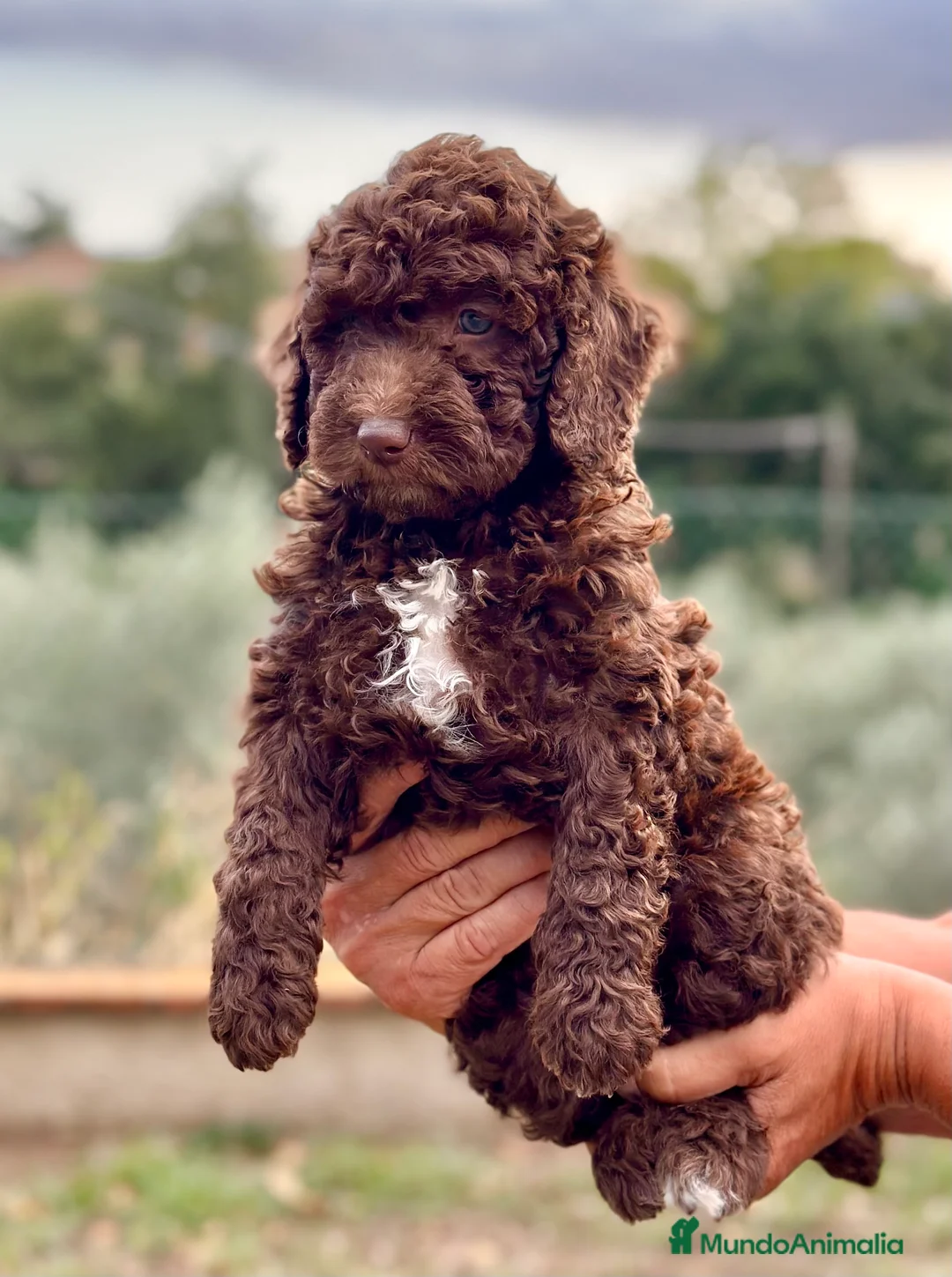 Perro de Agua Español perros en venta: Perro de Agua - Anuncio 1