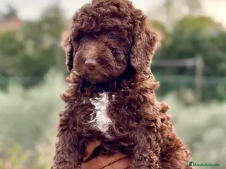 Perro de Agua Español perros Perro de Agua - Anuncio 8