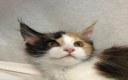 Maine Coon gatos en venta: Maine Coon Hembras - Imagen 22