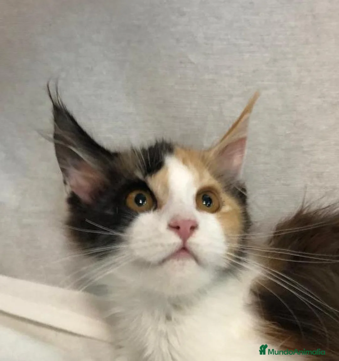 Maine Coon gatos en venta: Maine Coon Hembras - Anuncio 22