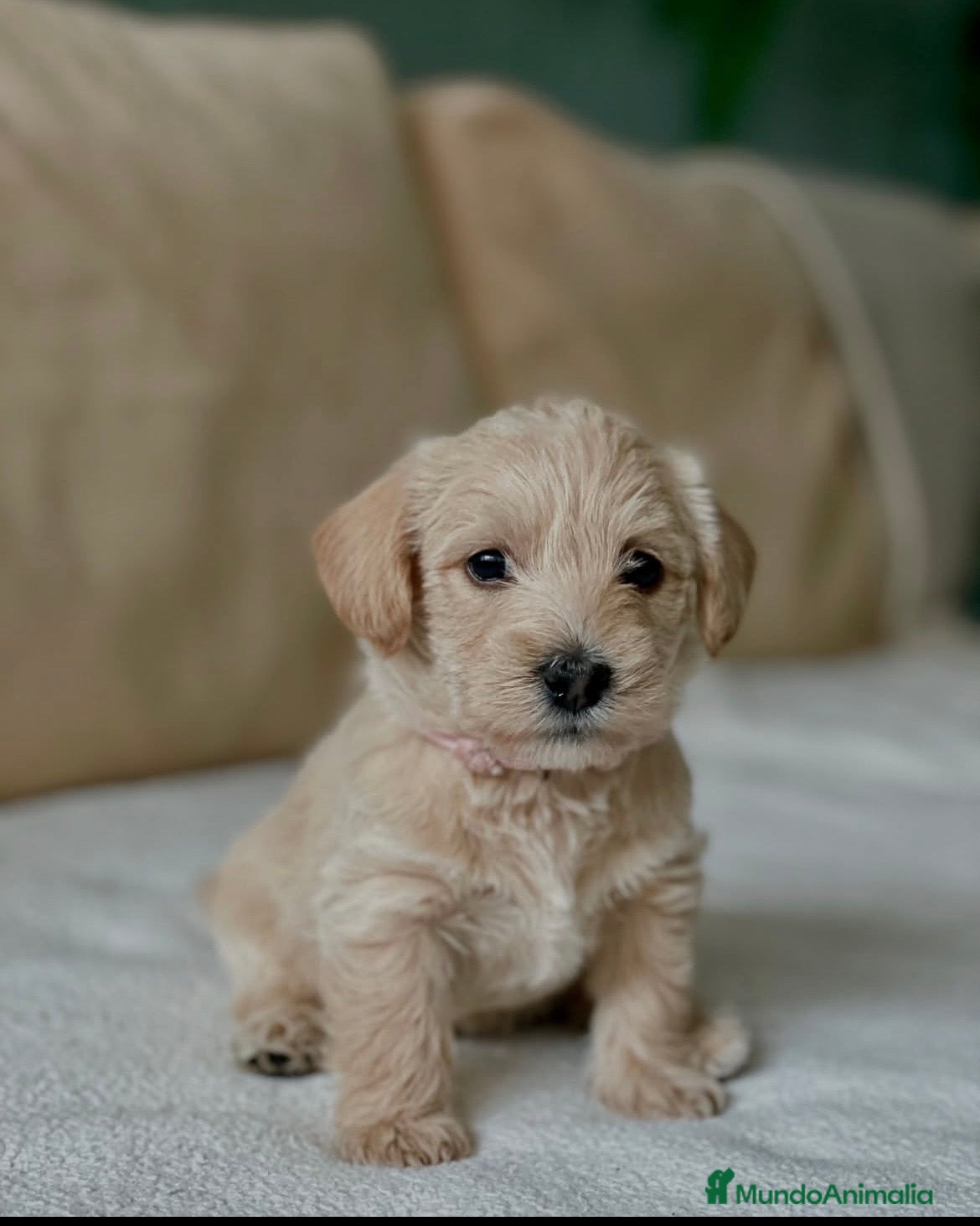 Raza Mixta perros 🚨🐶 WESTIEPOO EXCLUSIVOS – TE VAN A ENAMORAR 🐶🚨 - Anuncio 1