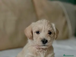 Raza Mixta perros 🚨🐶 WESTIEPOO EXCLUSIVOS – TE VAN A ENAMORAR 🐶🚨 - Anuncio 1