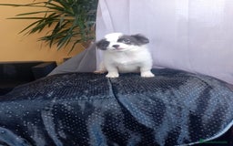 Chihuahua perros en venta: Último chihuahua de pelo largo toy - Imagen 3