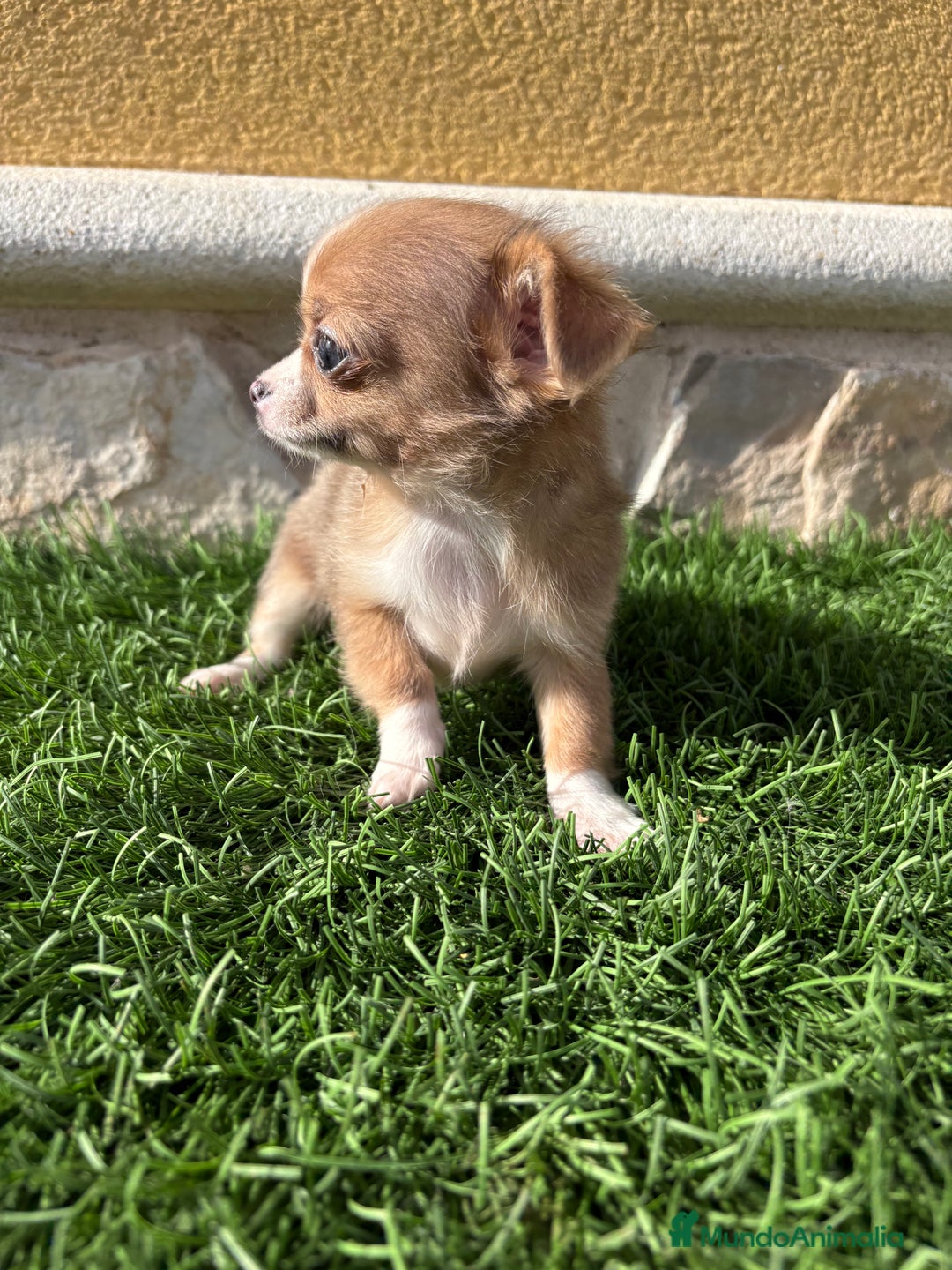 Chihuahua perros en venta: Chihuahua mini Toy pelo largo chocolate - Anuncio 10