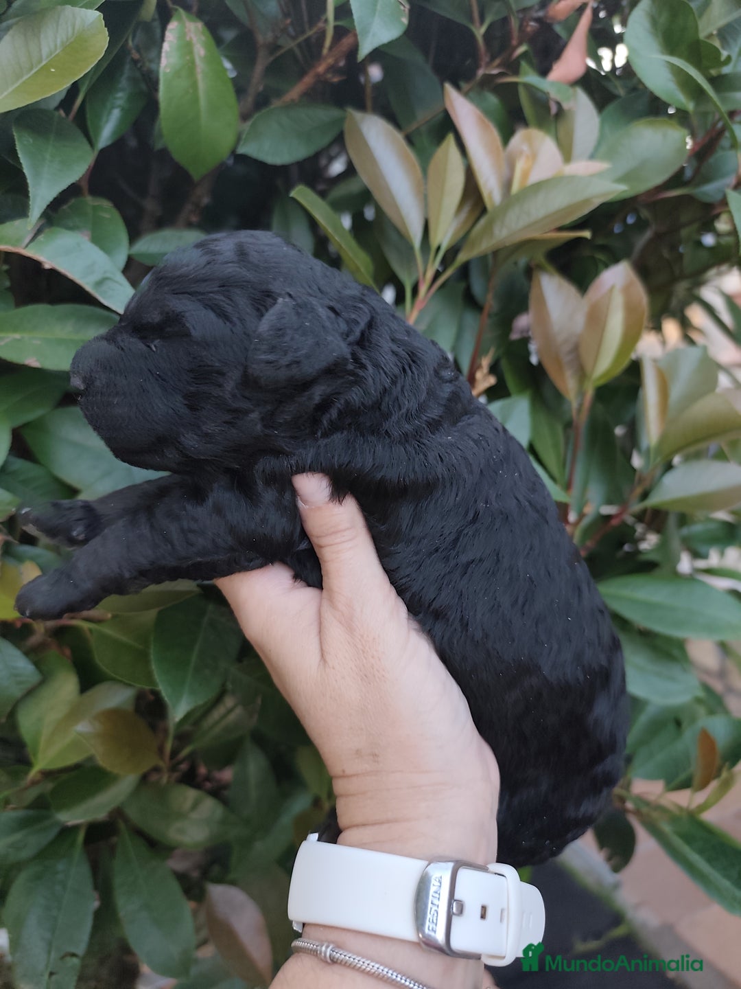 Perro de Agua Español perros en venta: Cachorros perros de agua español - Imagen 5