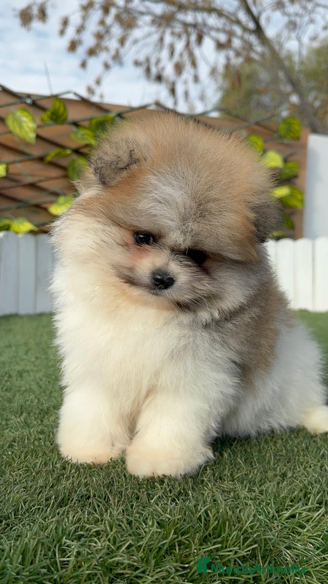 Pomerania perros en venta: POMERANIA HEMBRA - Anuncio 19