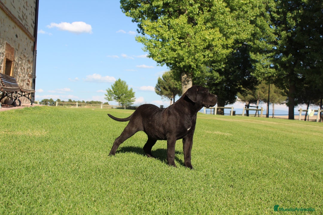 Cane Corso perros en venta: Cachorros Cane Corso disponibles en Segovia  - Imagen 17