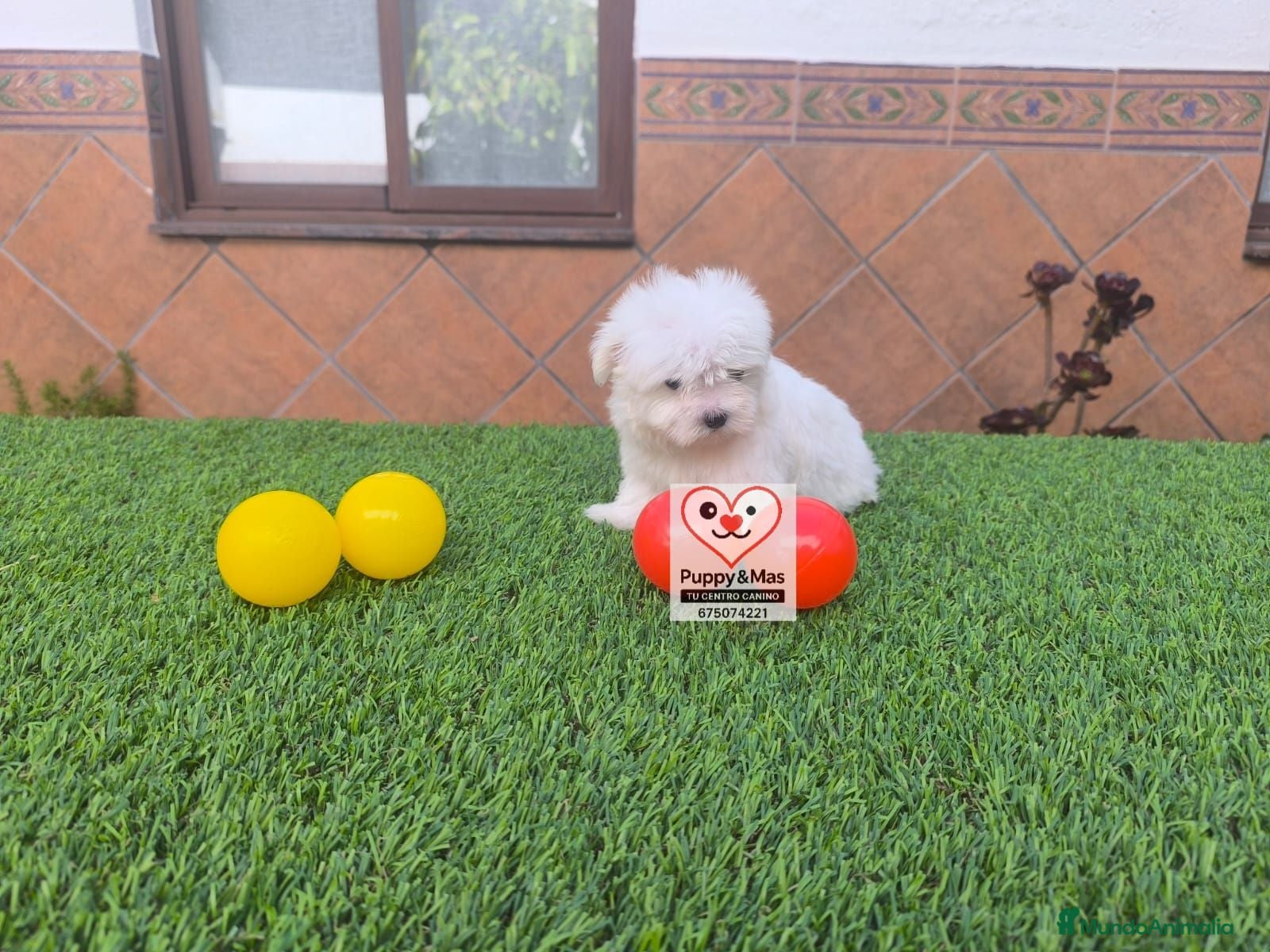 Bichón Maltés perros Bichón maltes  - Anuncio 1