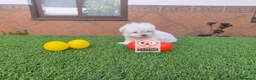 Bichón Maltés perros en venta: Bichón maltes  - Anuncio 1