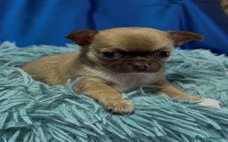 Chihuahua perros en venta: Preciosos cachorros Chihuahua colores exoticos - Imagen 1