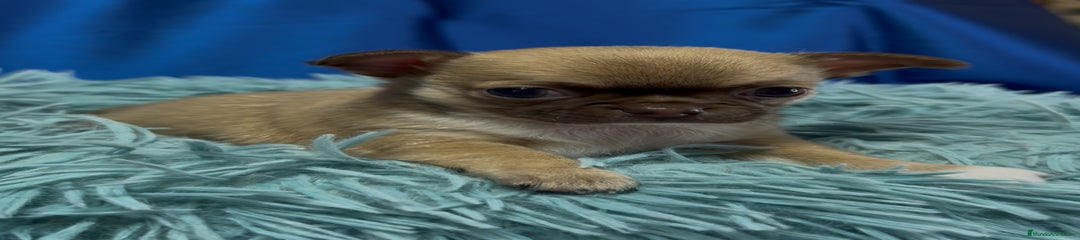 Chihuahua Cachorro 2