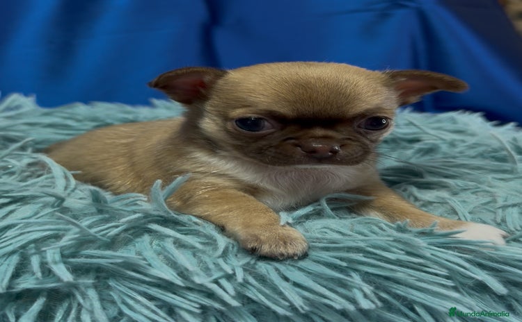 Chihuahua perros - Anuncio 9