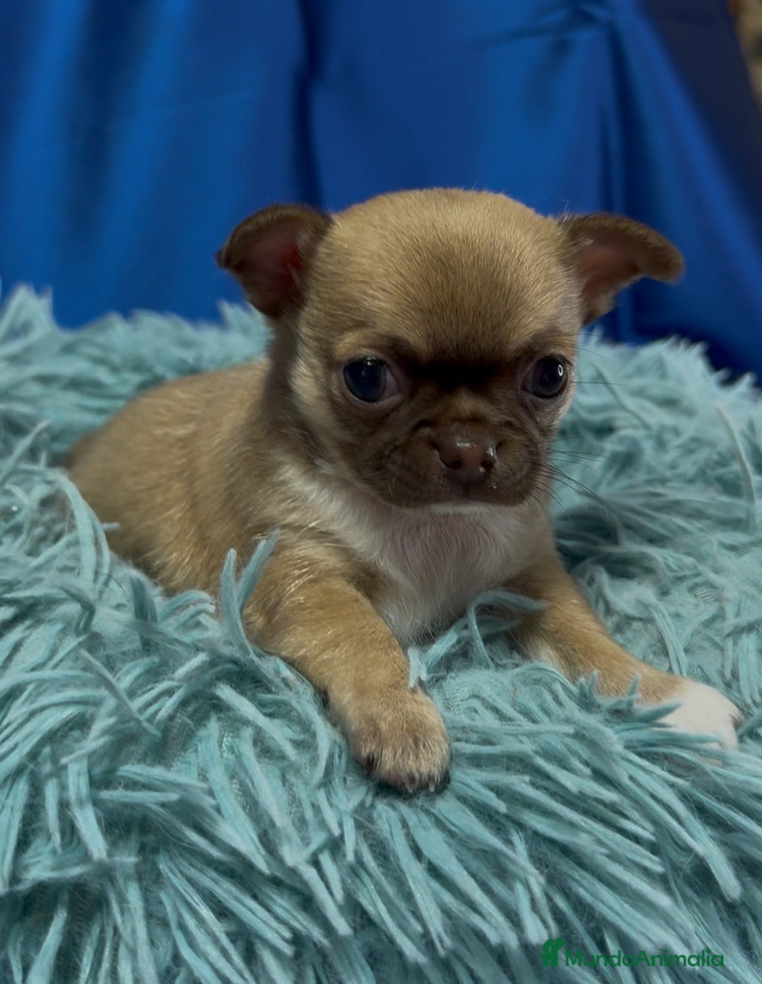 Chihuahua perros en venta: Preciosos cachorros Chihuahua colores exoticos - Imagen 1