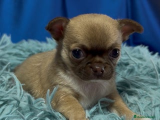 Chihuahua perros - Anuncio 4