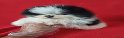 Pomerania perros en venta: Pomerania Mini Panda  - Anuncio 2