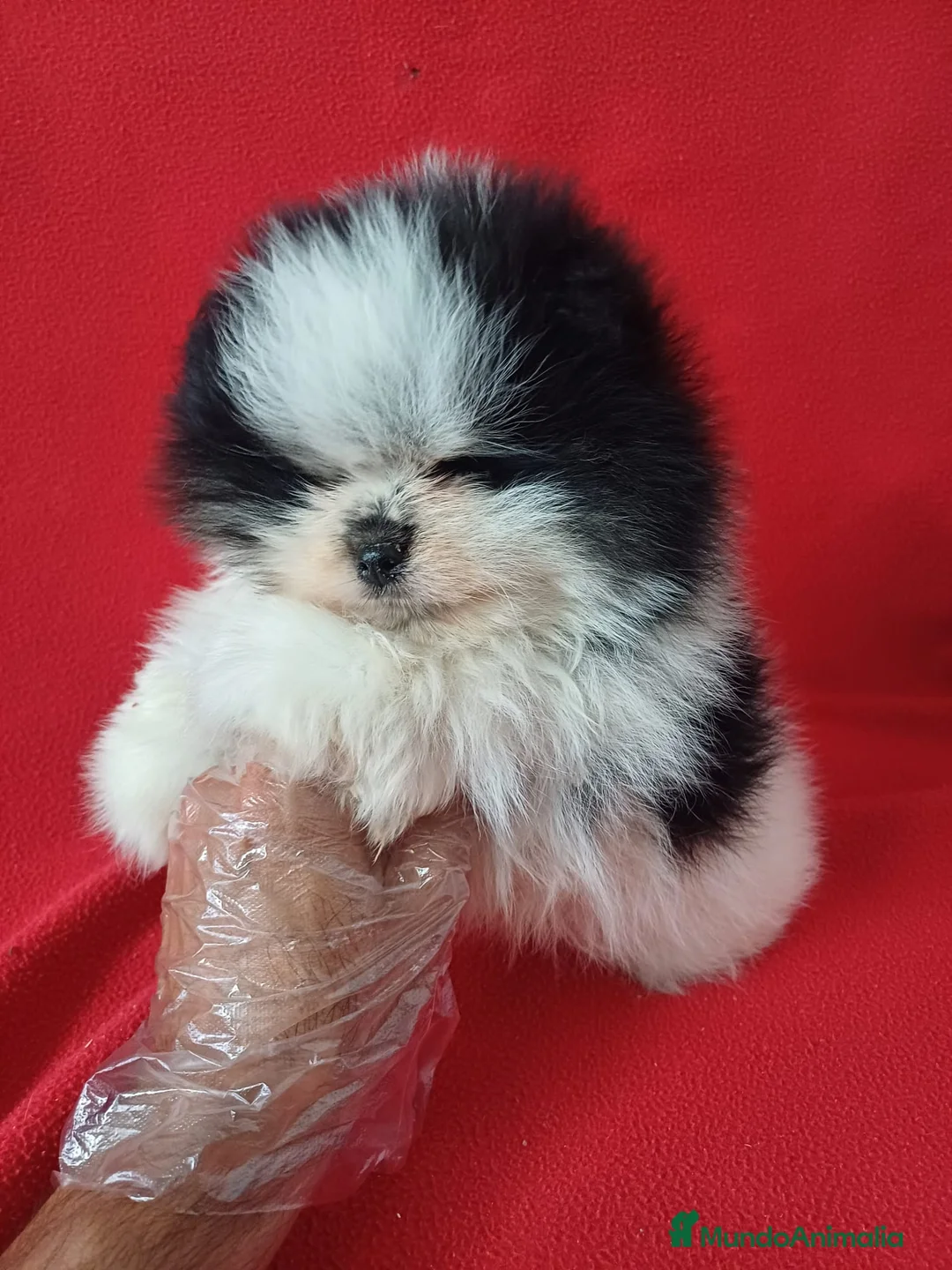 Pomerania perros en venta: Pomerania Mini Panda  - Anuncio 2