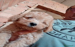 Caniche Toy perros en venta: CANICHE TOY HEMBRA Y MACHO  - Imagen 5