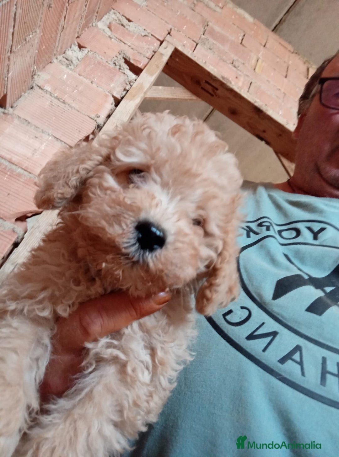 Caniche Toy perros en venta: CANICHE TOY HEMBRA Y MACHO  - Imagen 5