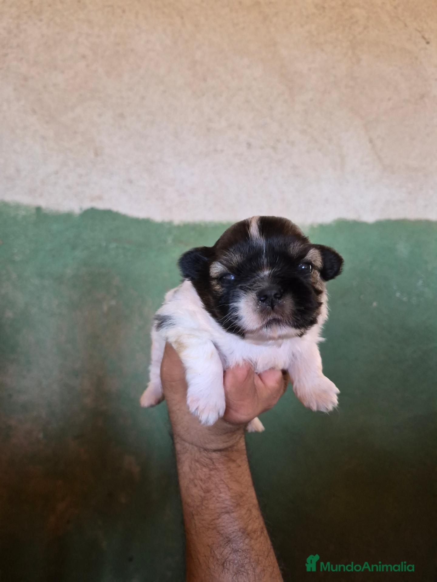Shih Tzu perros Shit shu maxima calidad hembra - Anuncio 1